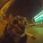 matvey